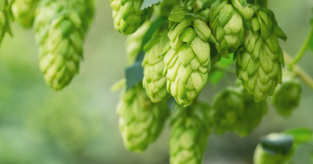 Luppolo e Pelle: Scopri i Benefici all'Oktoberfest di Zagara Ritual e Spa all'Aquila