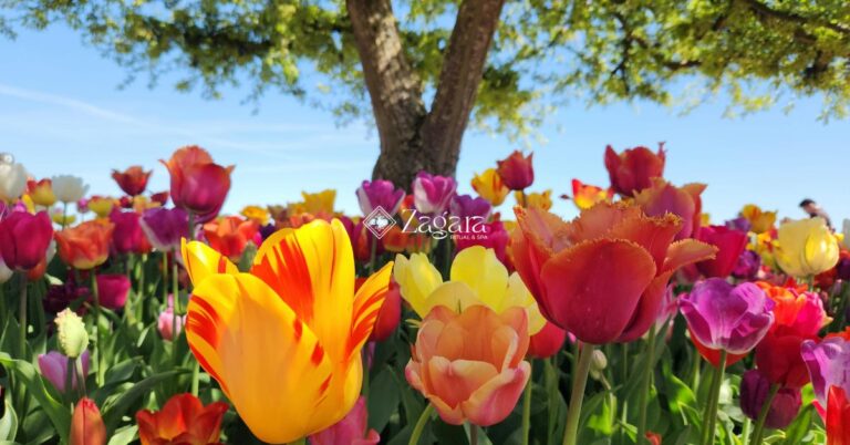 Astenia primaverile: perché la stagione che dovrebbe darti energia te la sta togliendo - Zagara spa L'Aquila